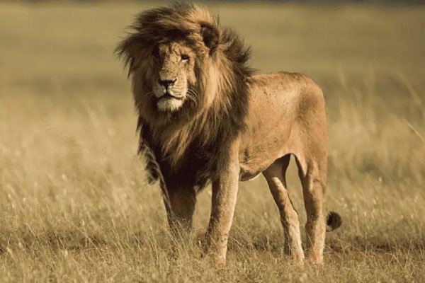 Scarface Lion 1