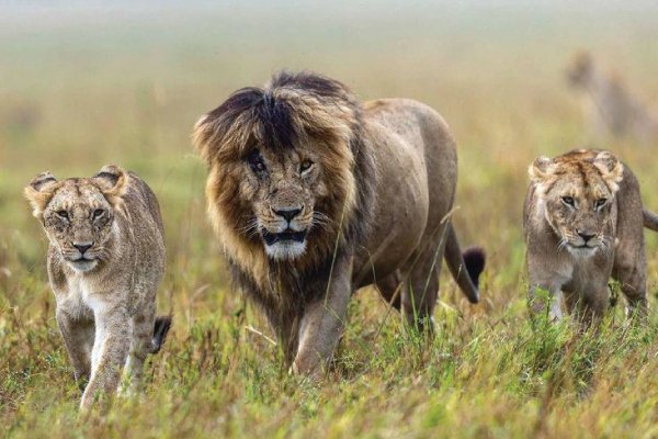 Scarface Lion 2