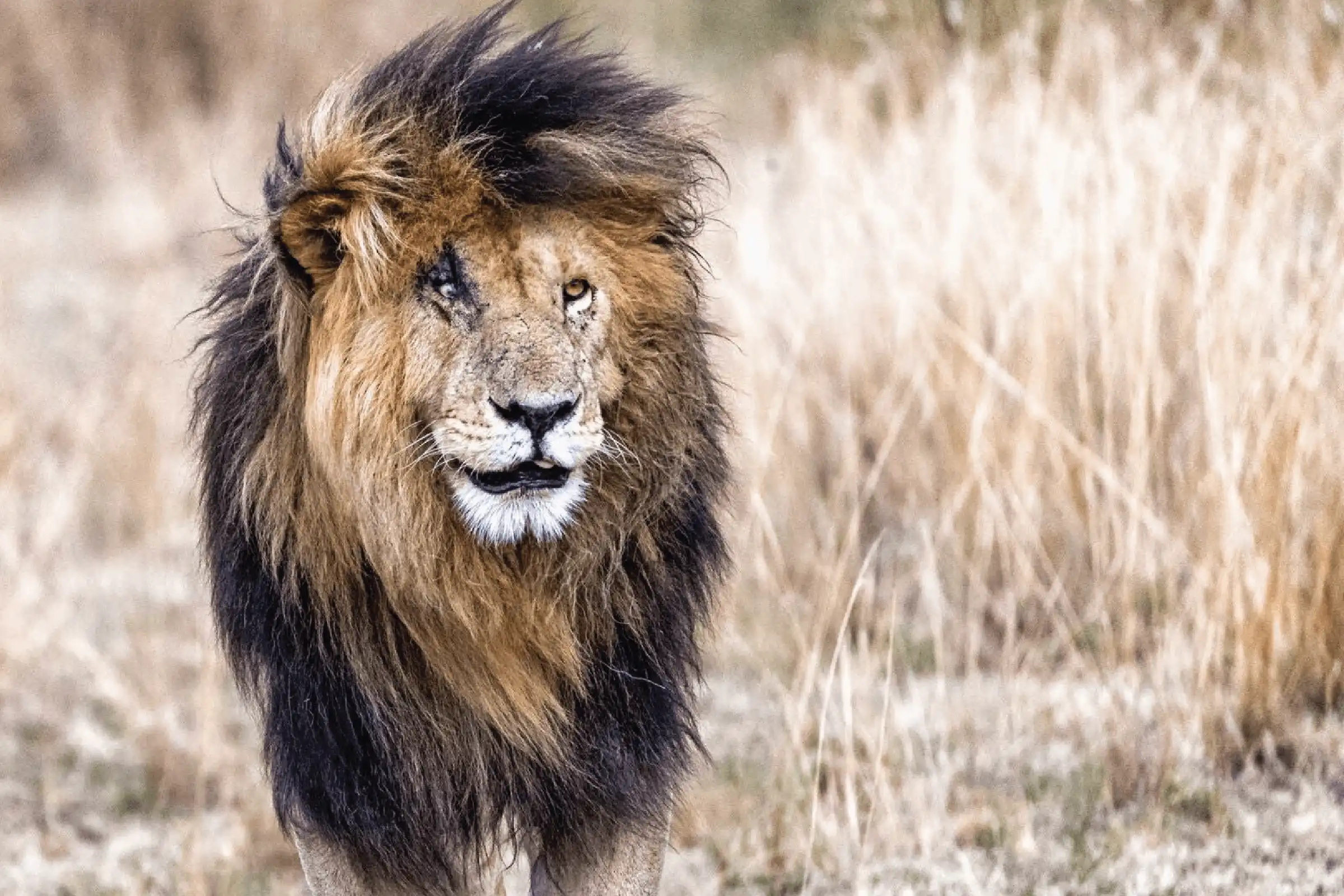 Scarface Lion 3
